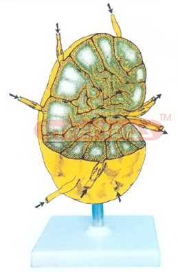 DSK TYPE HUMAN LYMPHATIC ANATOMY MODEL